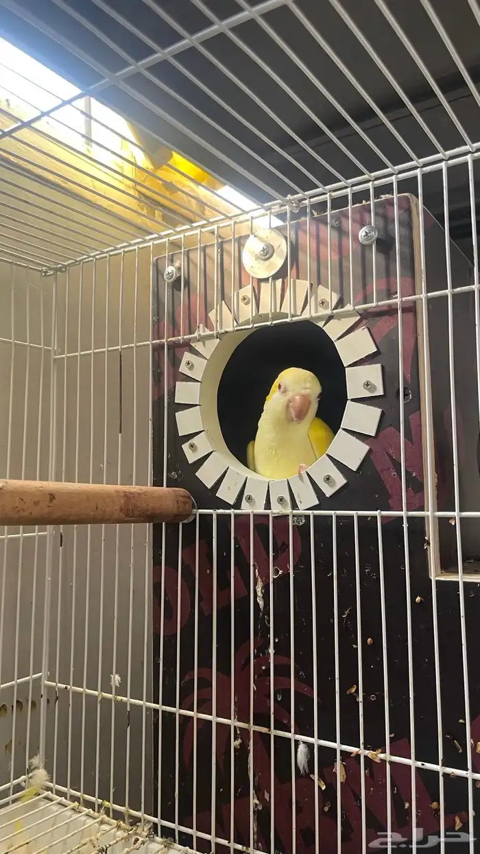 جوز كويكر لاتينو منتج 9