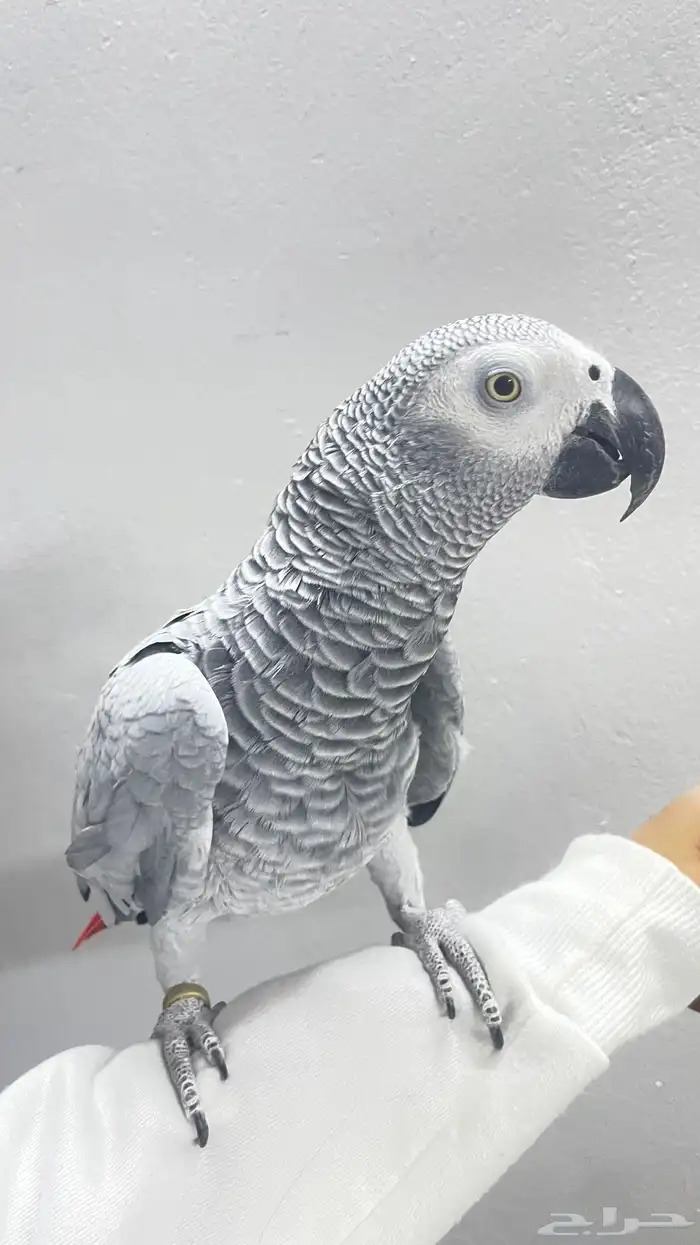 كاسكو متكلم و اليف 0