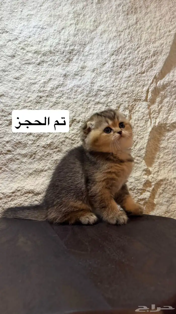 قطط سكوتش تربل فولد وبرتش للحجز 6