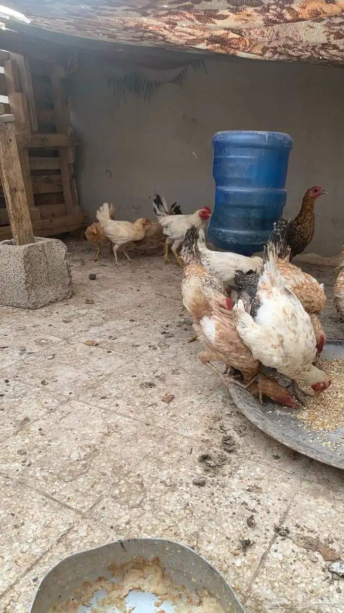 دجاج بلدي و فيومي عمر من أربعه إلى خمسه اشهر 3