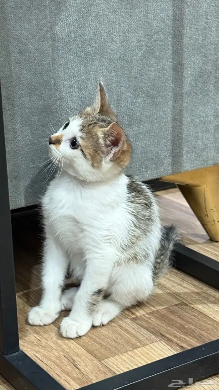 قطه للتبني 3