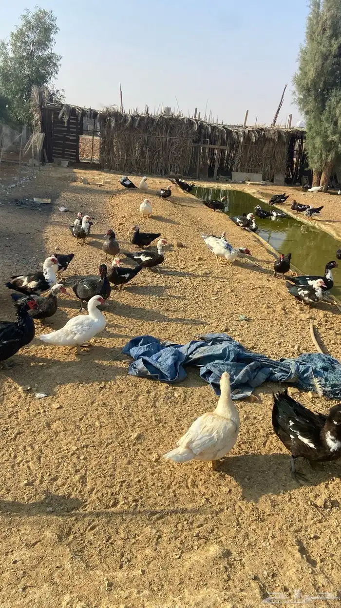 بط نوع بح للبيع العدد 100 يزود او ينقص الصحه تمام 0