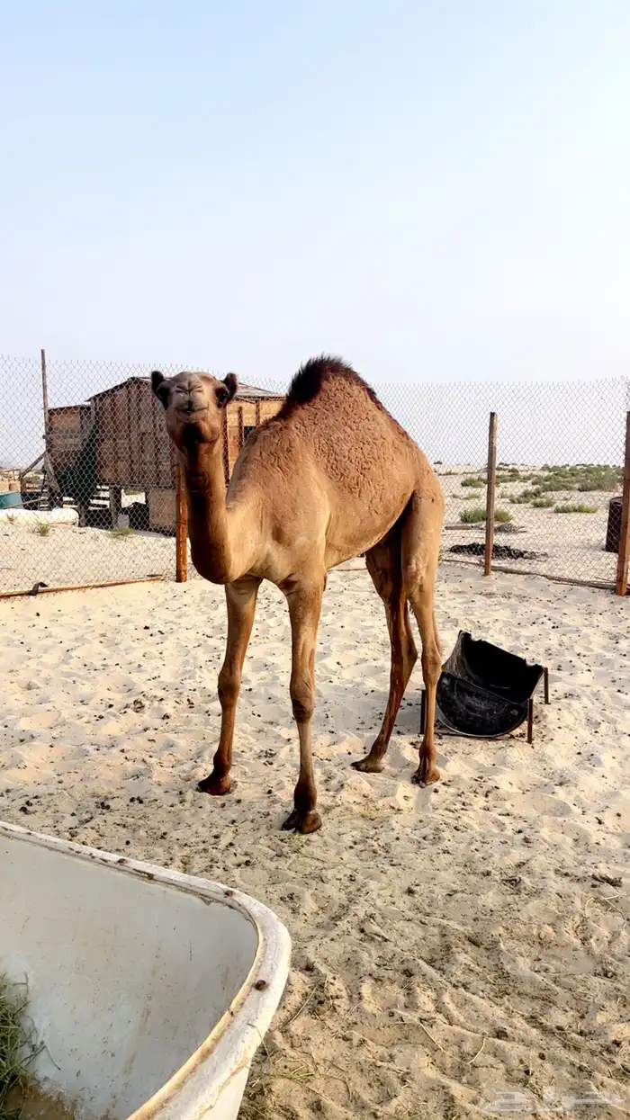 قعود حليب وبرسيم وشعير 1