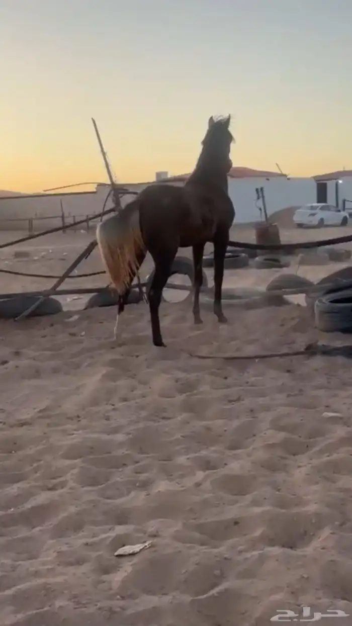 مهره شعبيه شيخهه 5