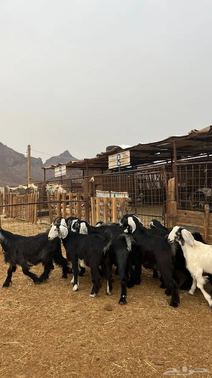 تيوس مخاصي جدعان نظاف شرط ذبائح 10