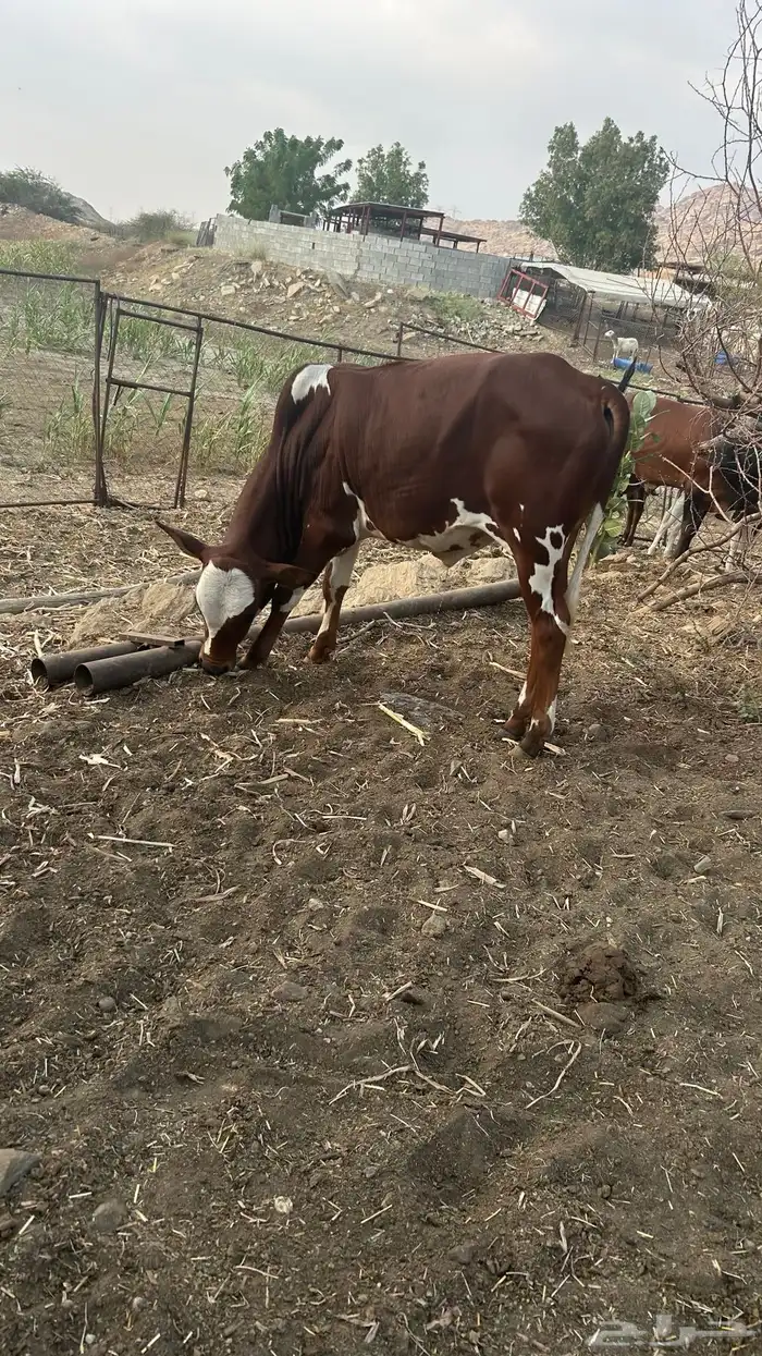 حسيل للبيع 2