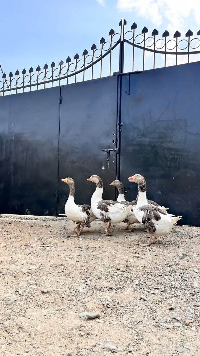 للبيع وز عراقي و مفتل 4