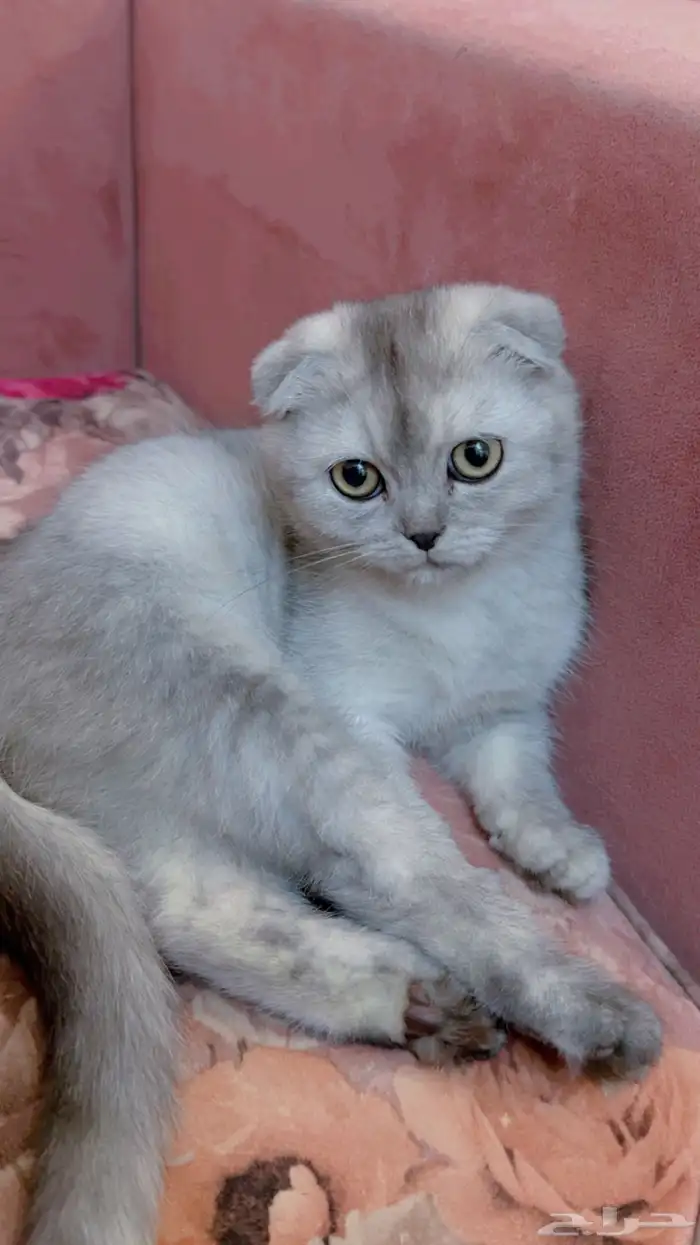 قطه سكوتش للبيع 0