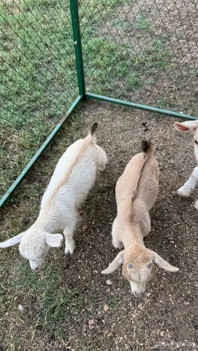 ماعز قزم index