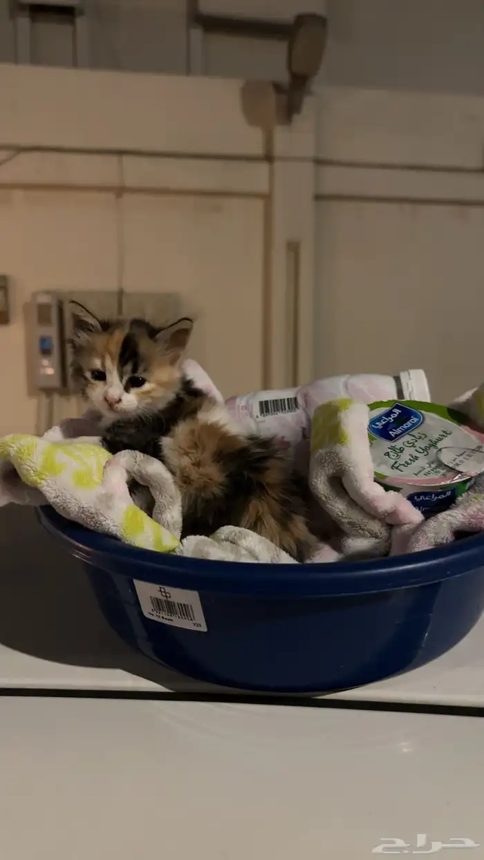 قطه كتن لتبني 3