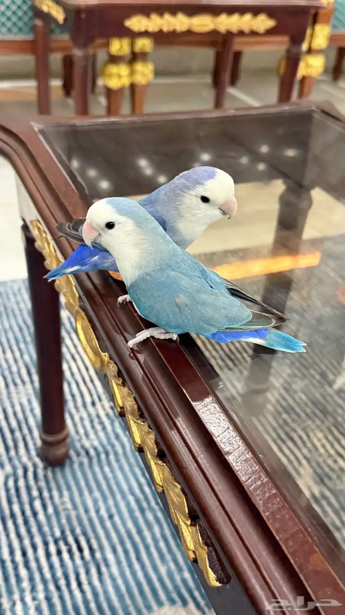 زوج روز منتج والليف 1