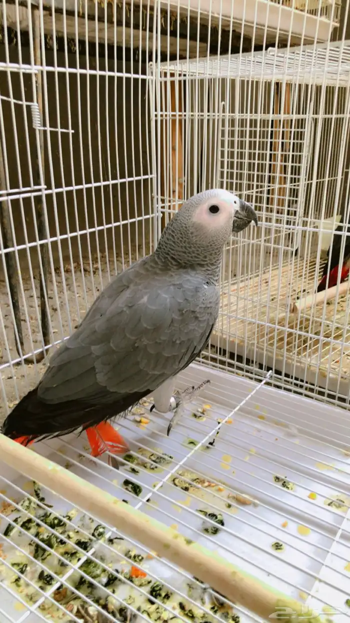 فرخ كاسيكو 3