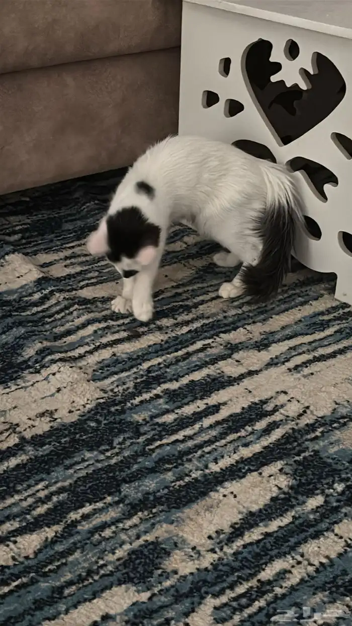 2قطط ذكر ميكس شراري 0