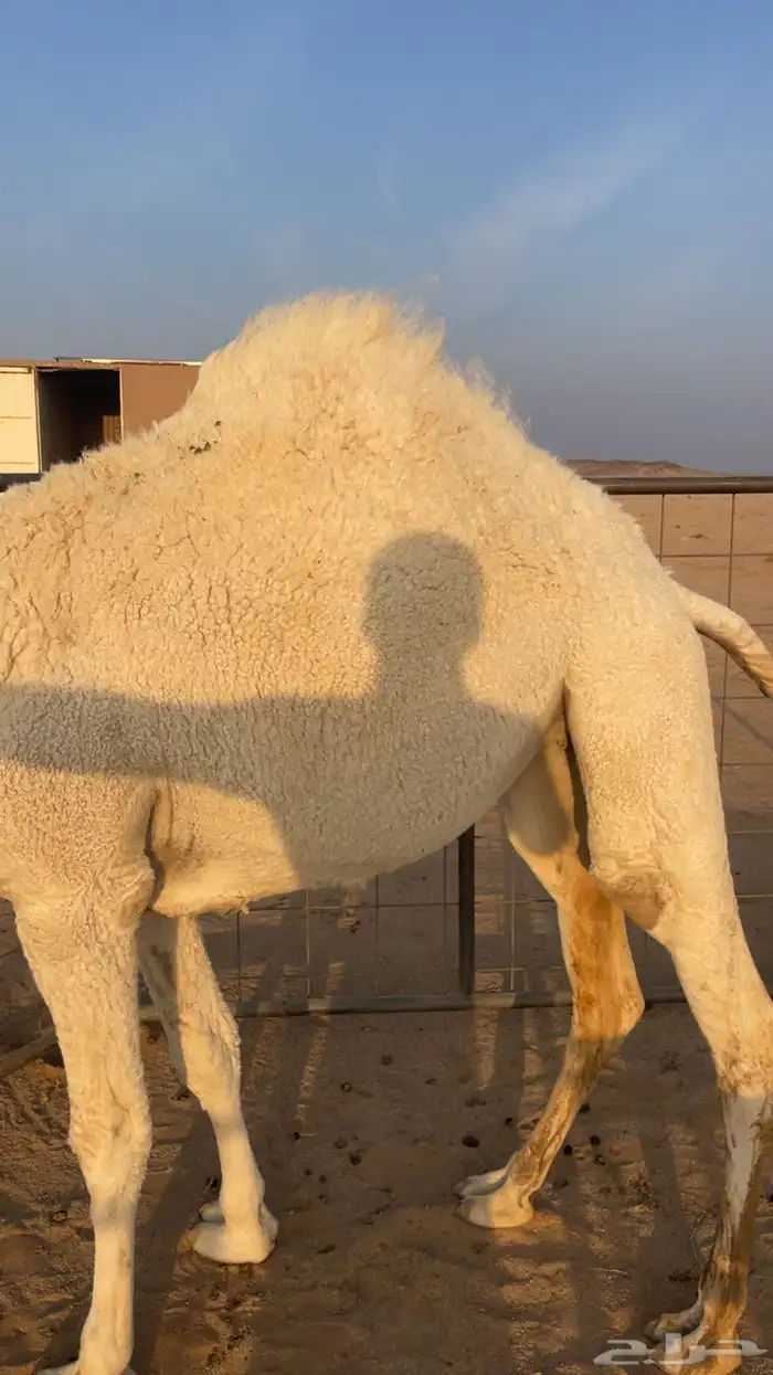 بكره قصب مغلقه شحم 0