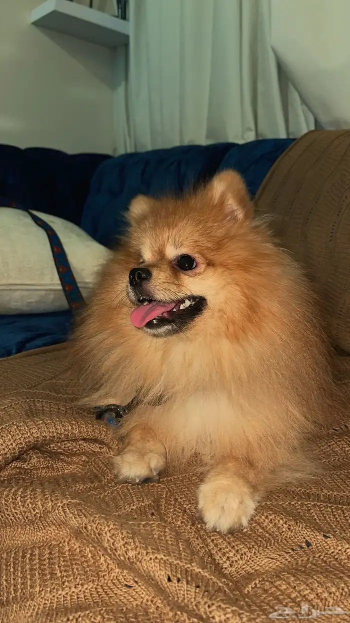 كلب بورميرانيان 1