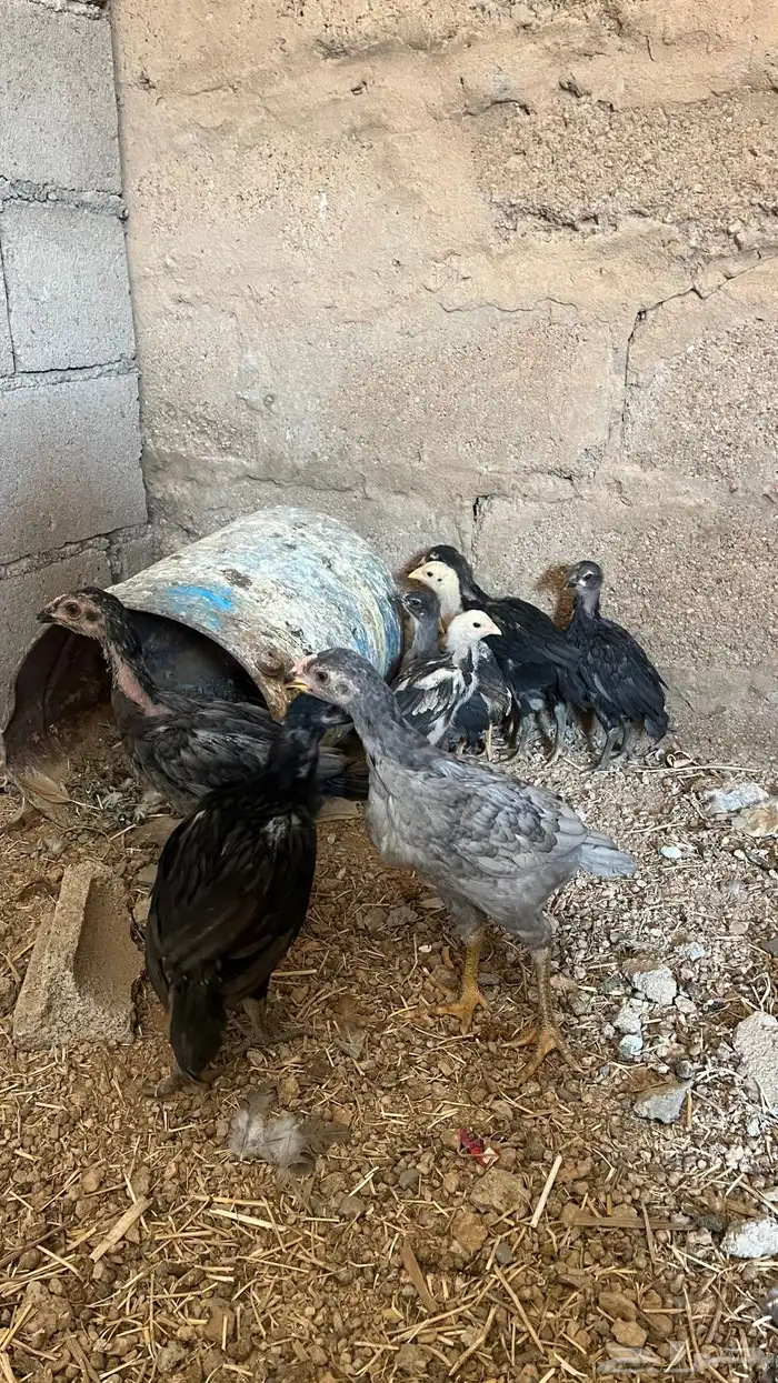 فروخ دجاج باكستاني العدد 10 6