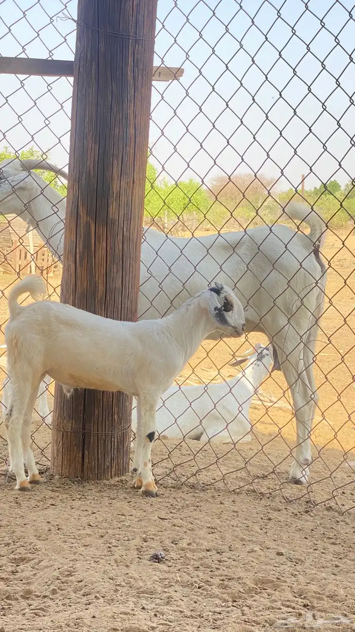 اثنين تيوس مشاريع 21