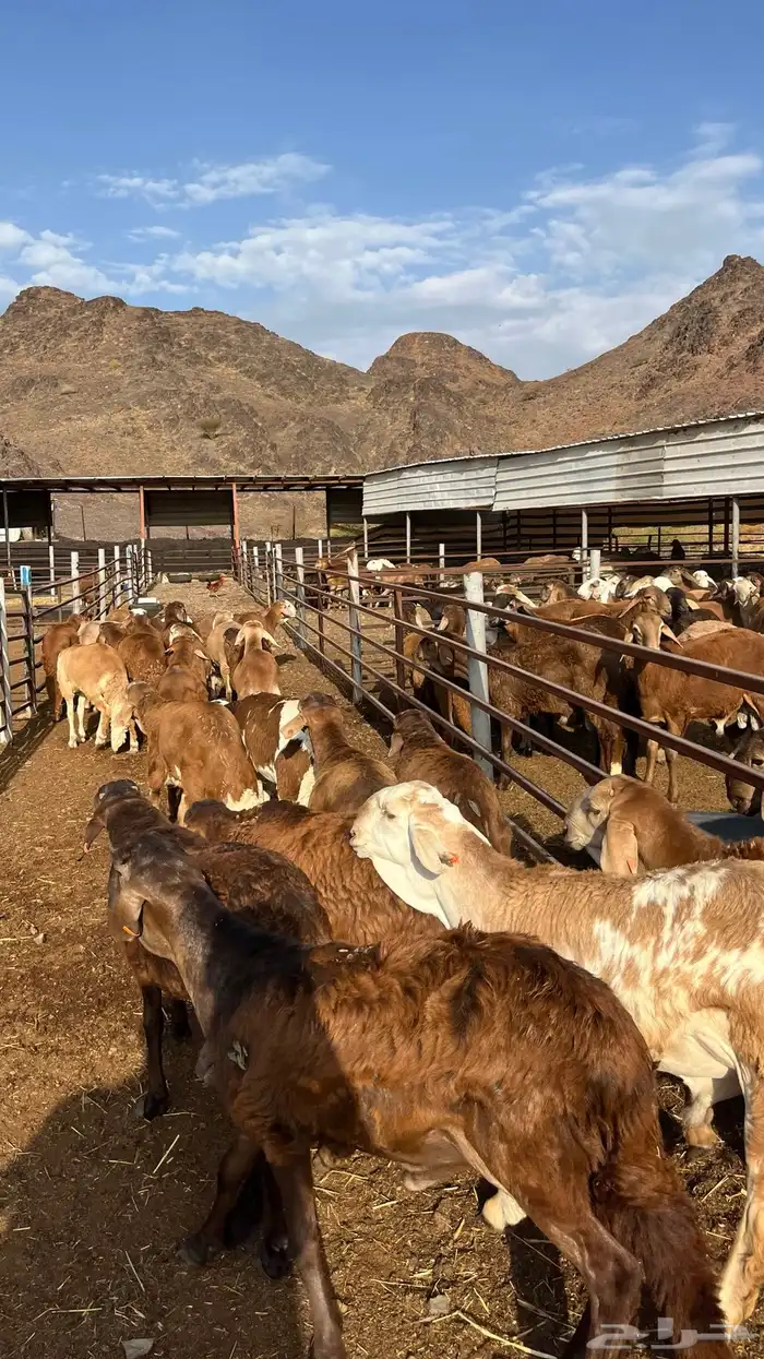 طليان سواكن جادعان حمري مرابى 16