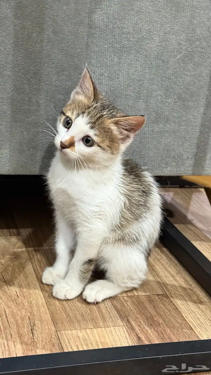 قطه للتبني 2