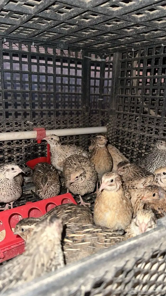 سمان للبيع 1