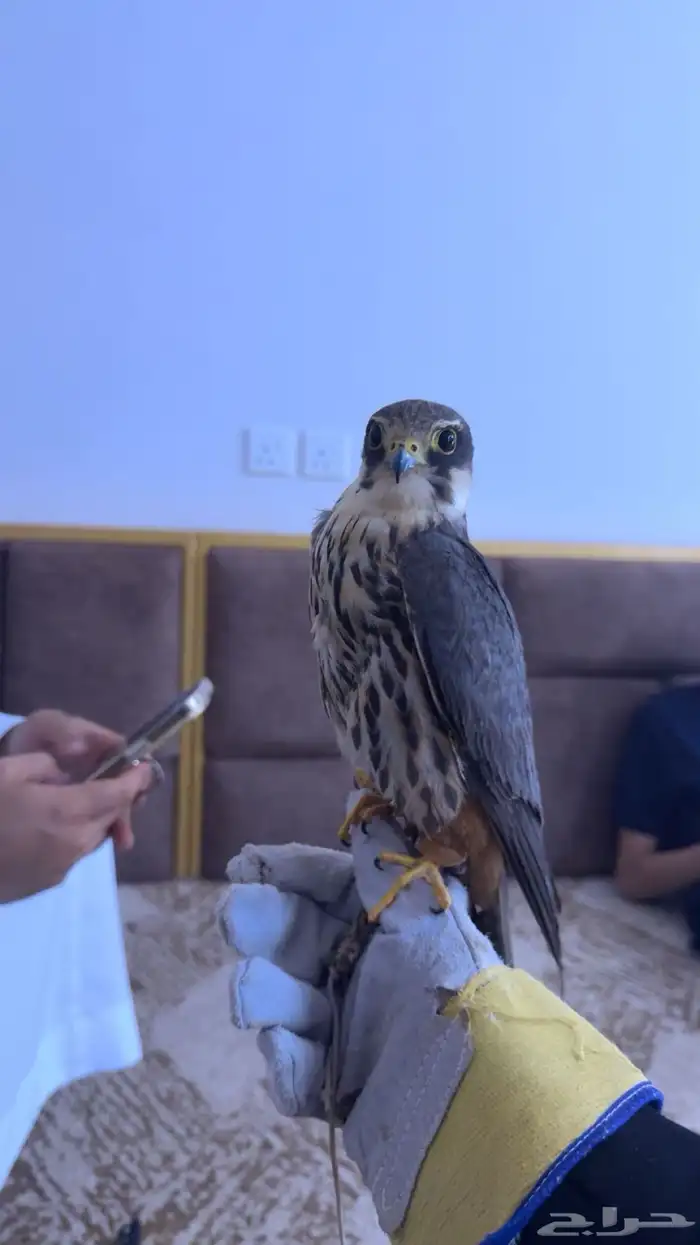 بكه هاده على الحمام وعلى الجرابيع وعلى القوقس ومريعي 1