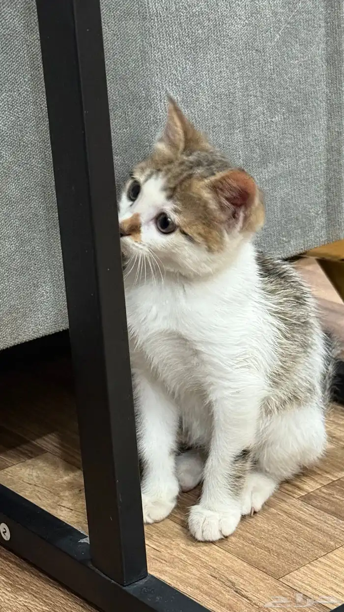 قطه للتبني 0