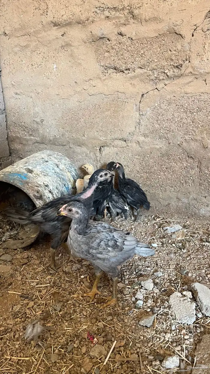 فروخ دجاج باكستاني العدد 10 3