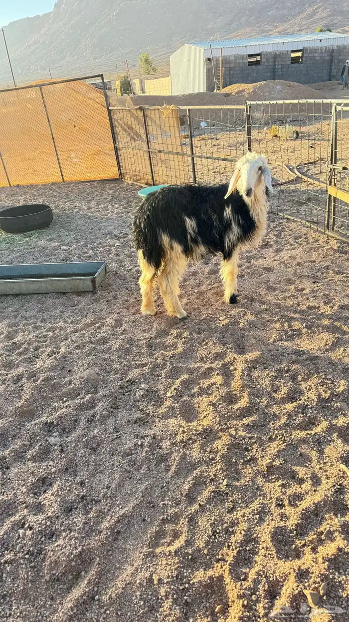 رخله جذعه طيبه 1