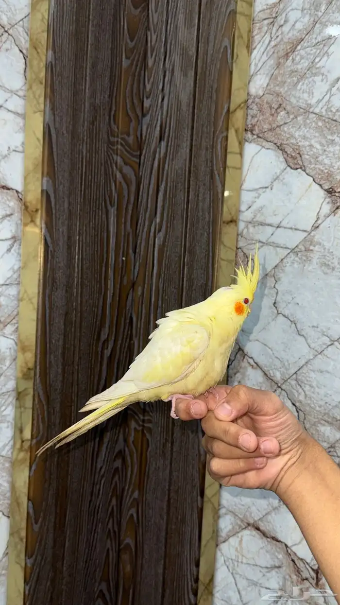 انثى كروان لاتينو عيون حمر اليفه 5