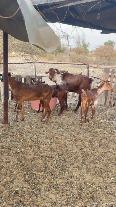 ماعز دهم وشح index