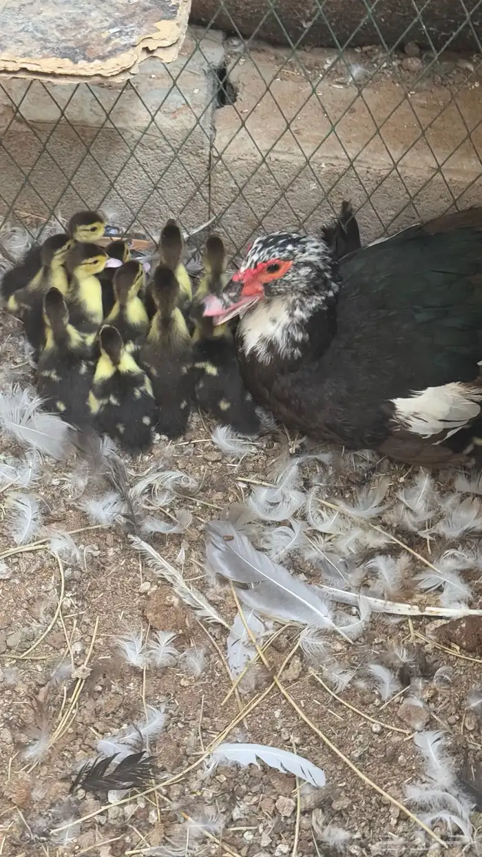 للبيع بط مصري مع فروخه 1