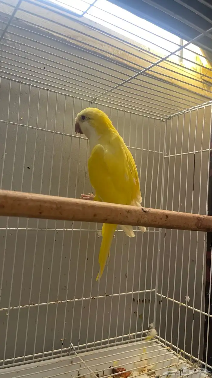 جوز كويكر لاتينو منتج 6