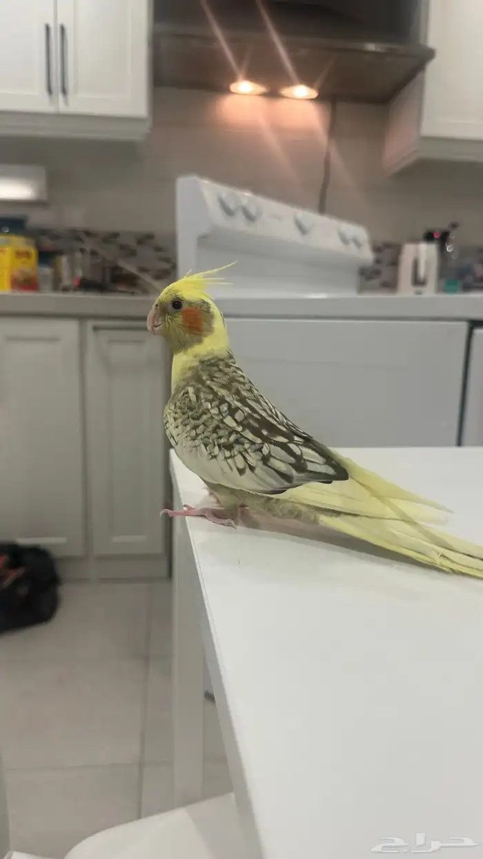 ابحث عن طير كروان بحي العزيزية الدانا مول 0