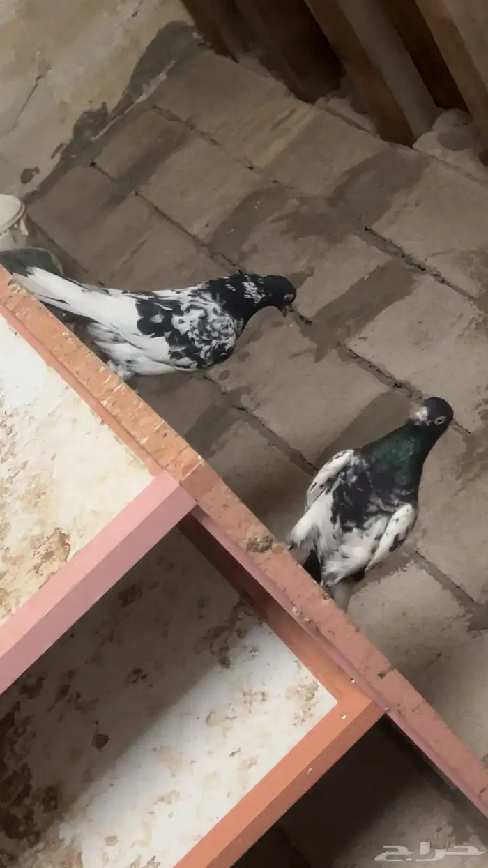 البيع حمام 0