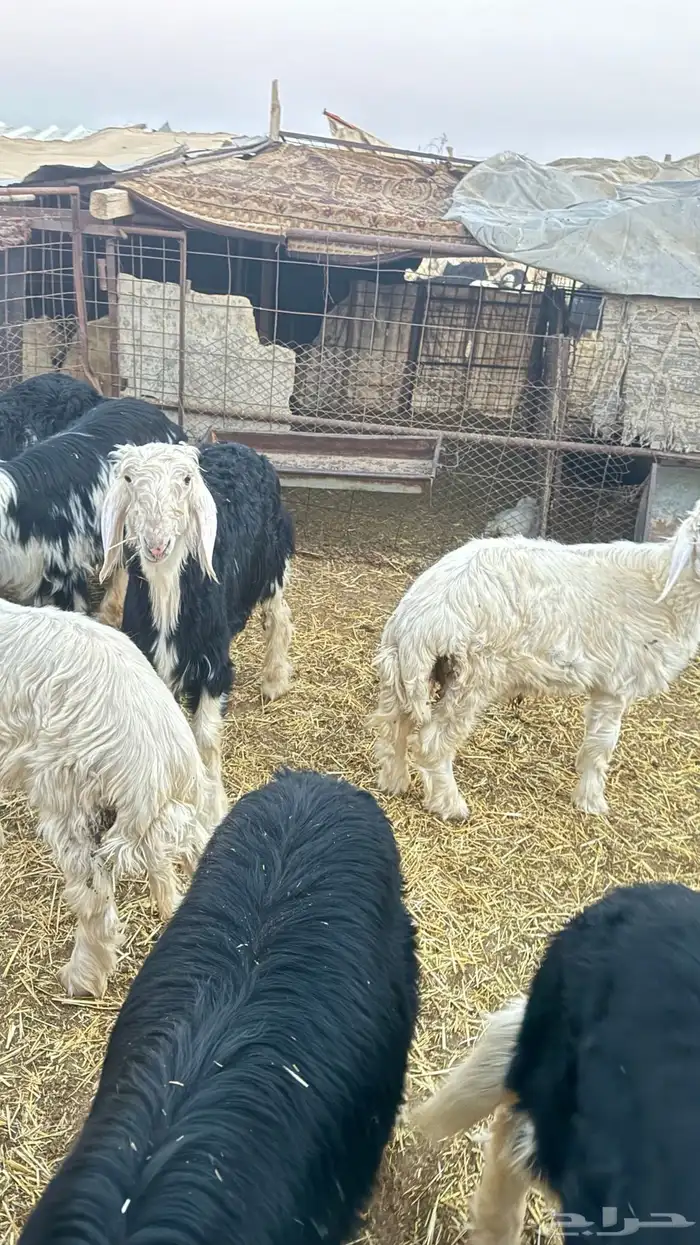 ظليان خرفان نجد 0