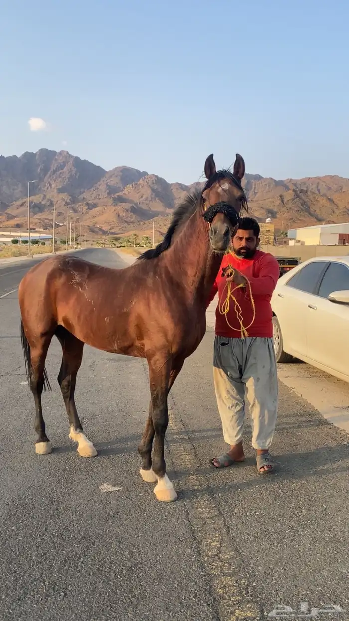 حصان شعبي شيخ 2