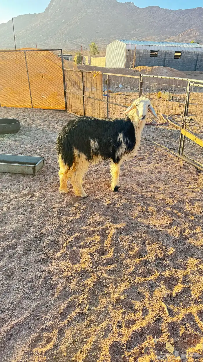 رخله جذعه طيبه 2