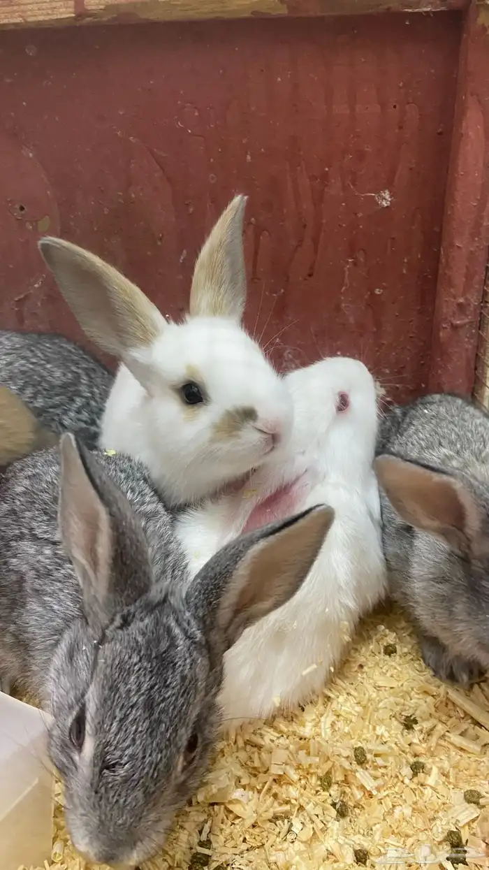 أرانب كيوت للتربيه ف البيت 2