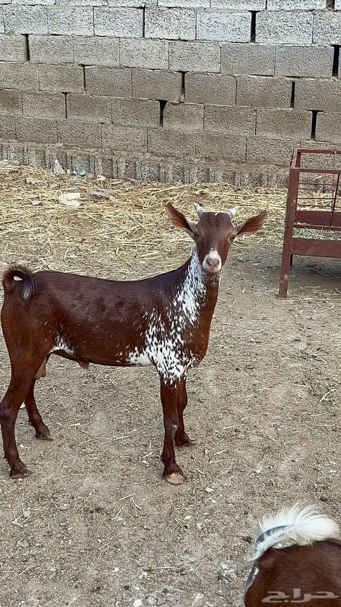 للبيع تيس  لباني 0