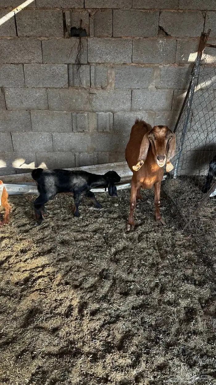 معزاء متاومه 3