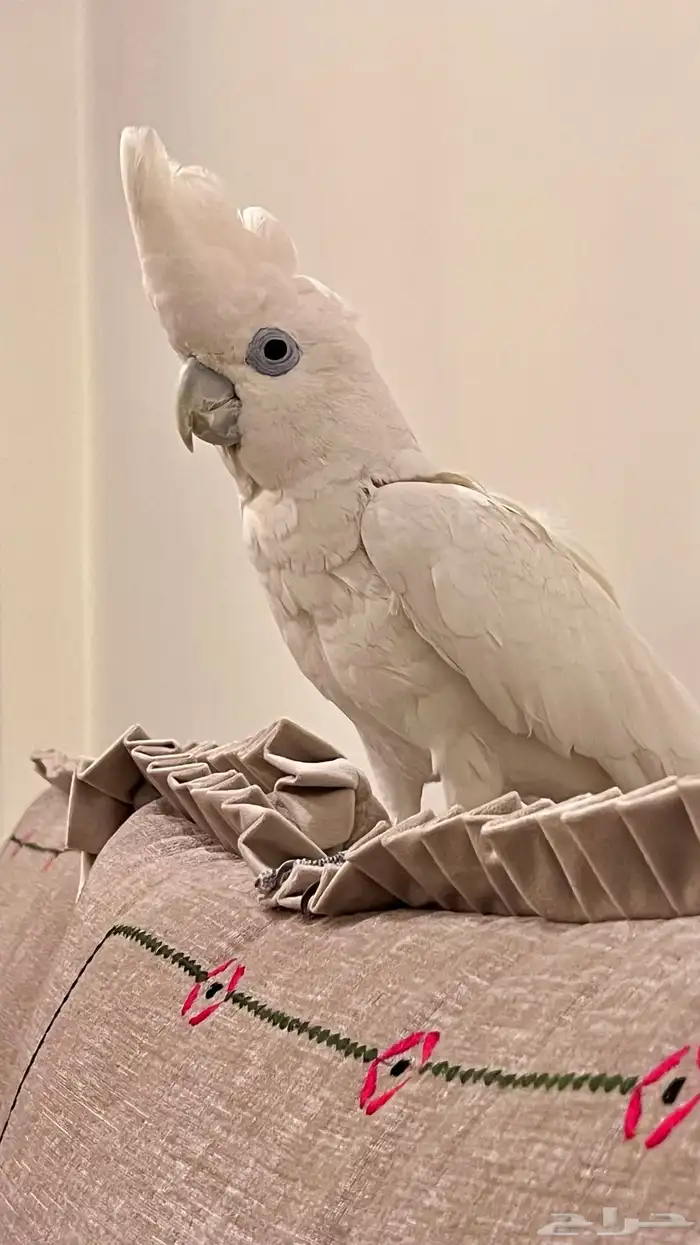 كوكاتو اليف متكلم للبيع وهدد 0