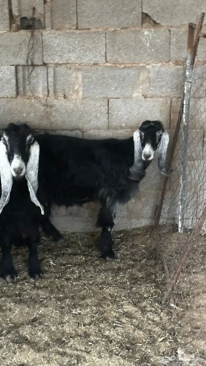 معزاء عوارض ضريع 5