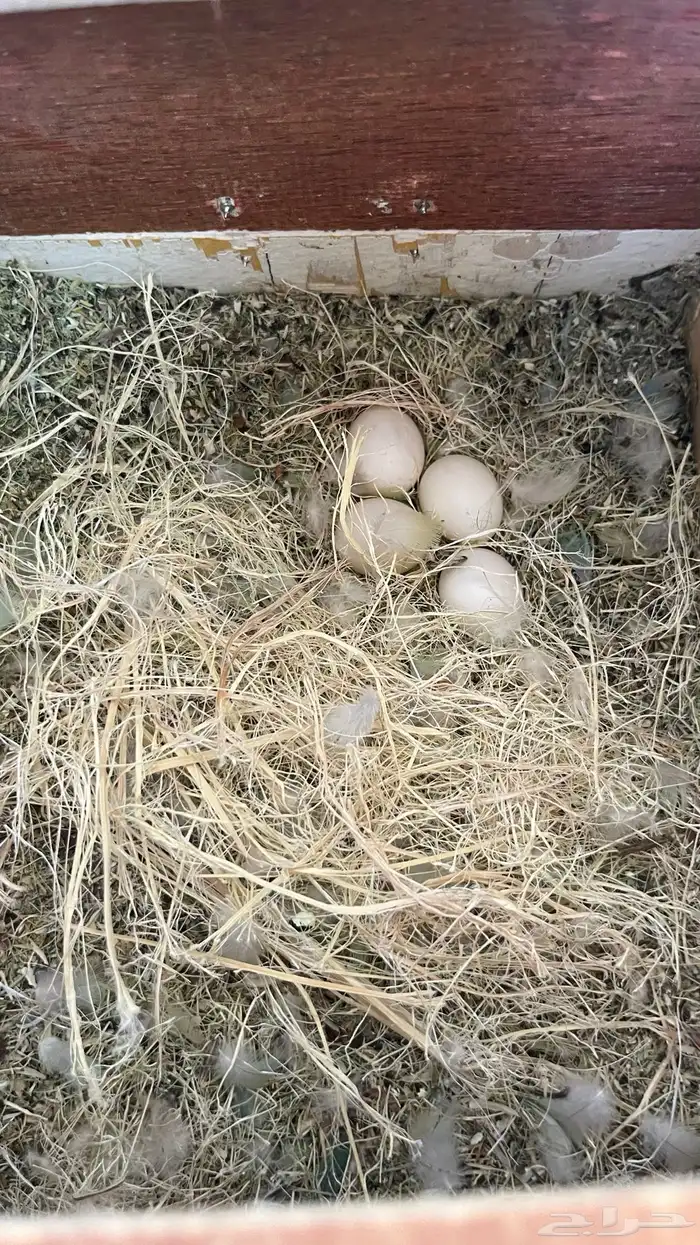 طيور زور للبيع 4