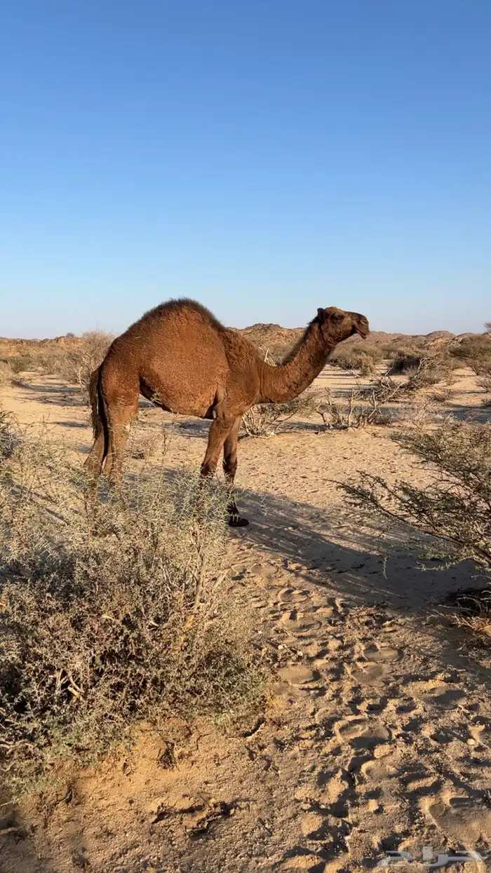 بكره مفرودة للبيع 0