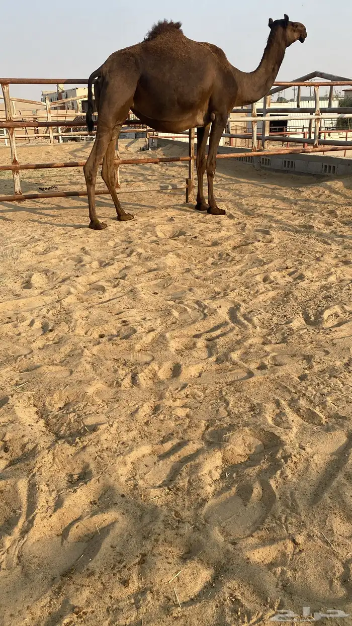 عرض لقحه كفوو 0