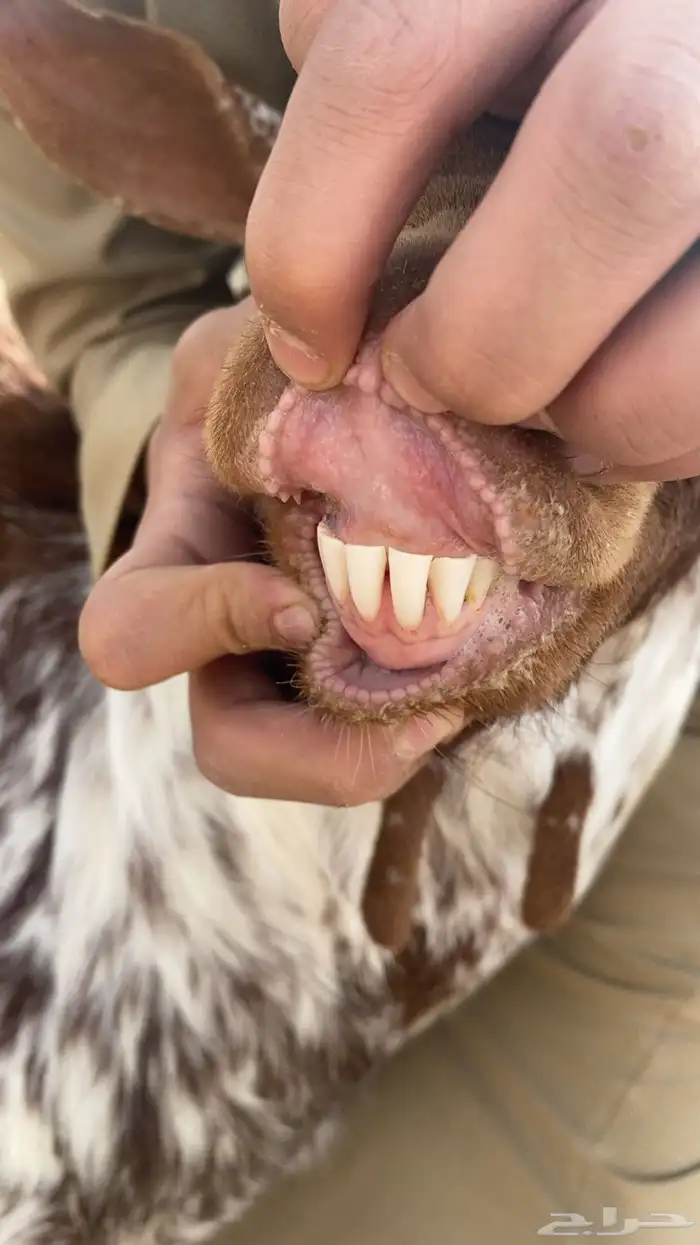 معزا جنوبيه مراح واحد 3