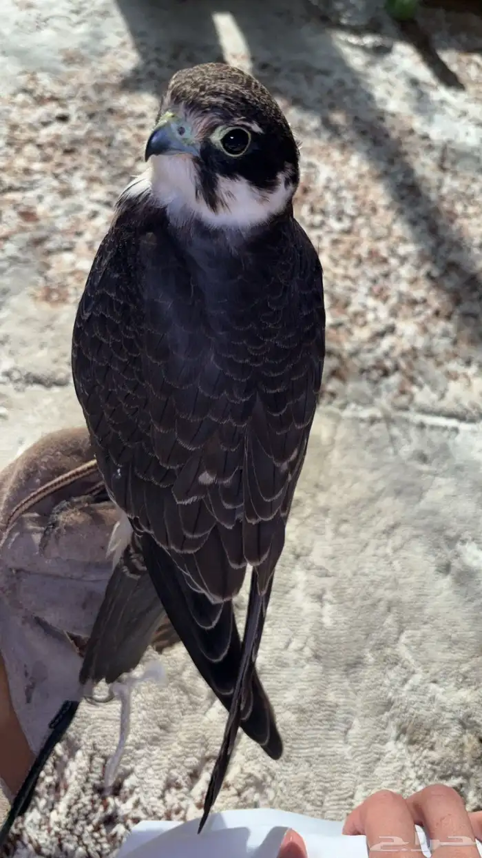 بكة حجم حلو 0