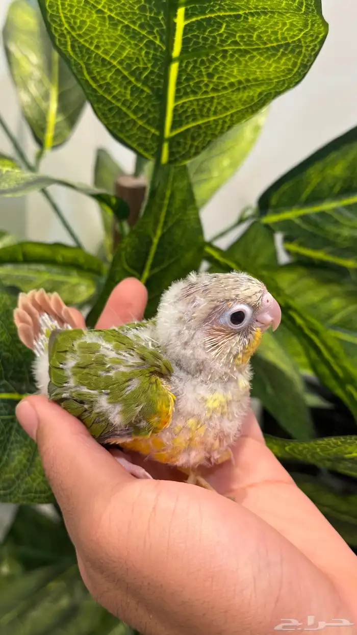 فرخ كنيور انناس رد فاكتور 0