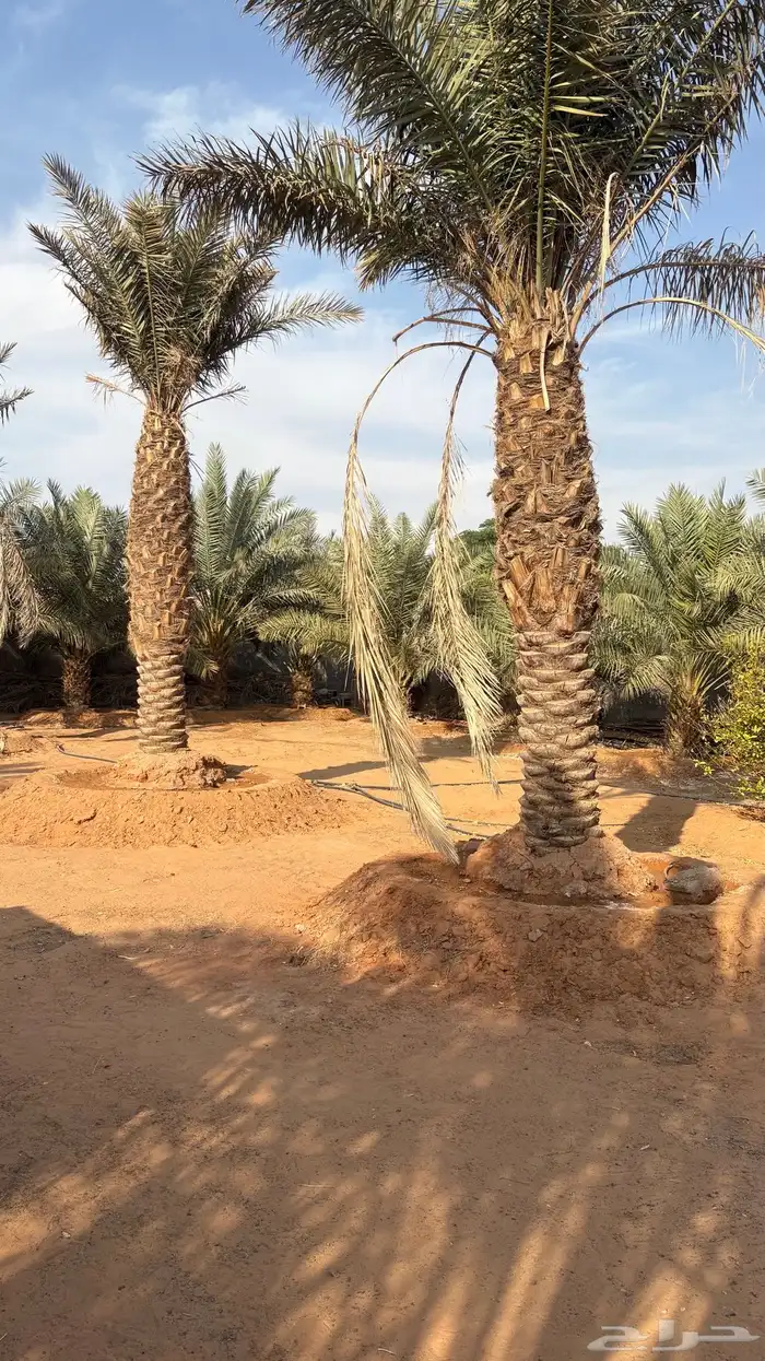 استراحه للبيع 18