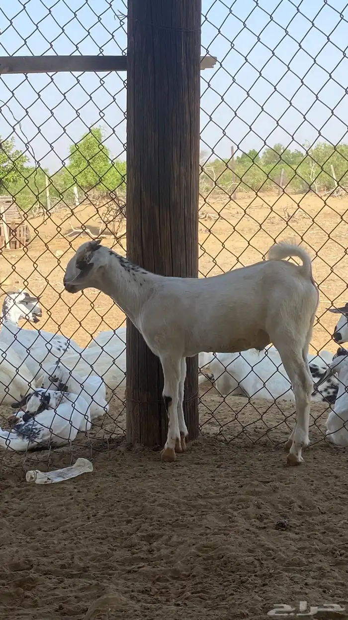 اثنين تيوس مشاريع 7